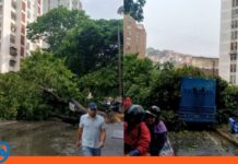 árbol caído Caracas lluvias