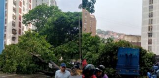 árbol caído Caracas lluvias