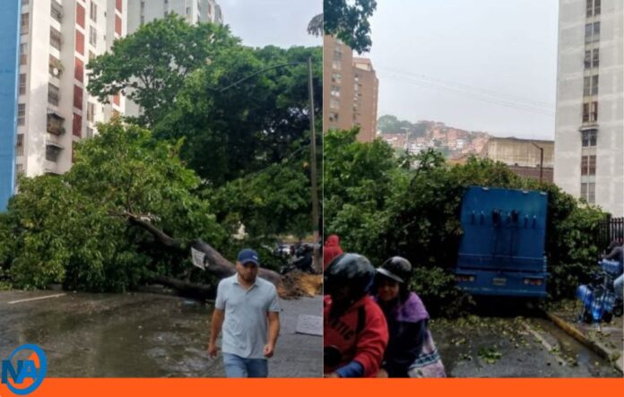árbol caído Caracas lluvias árbol caído Caracas lluvias