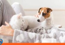¿Dormir con perros es mejor que dormir con gatos? Esto dice este estudio dormir perros gatos estudios