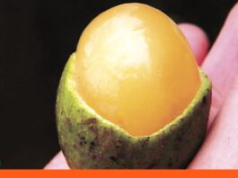 niño falleció pepa de mamón Guanare