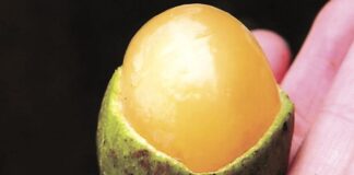 niño falleció pepa de mamón Guanare
