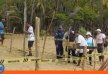 Protegen nuevos nidos de tortugas marinas en costas de Aragua nuevos nidos de tortugas Aragua