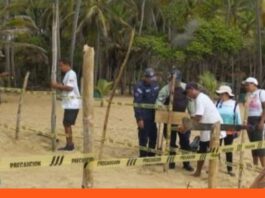 nuevos nidos de tortugas Aragua