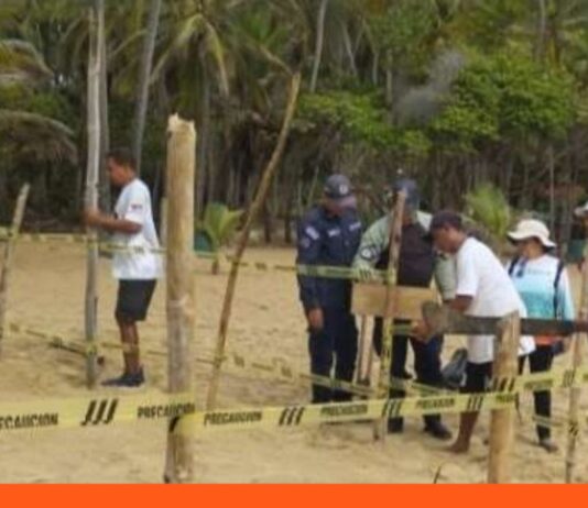 nuevos nidos de tortugas Aragua