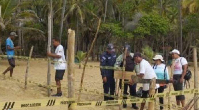 Protegen nuevos nidos de tortugas marinas en costas de Aragua nuevos nidos de tortugas Aragua