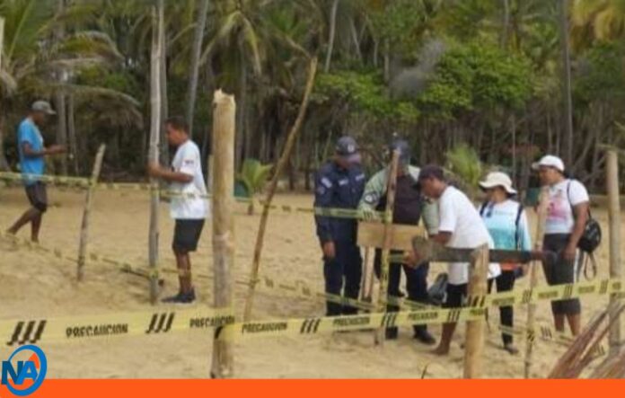 nuevos nidos de tortugas Aragua nuevos nidos de tortugas Aragua