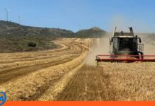 Ola de calor en Europa destruye millones de toneladas de cereales Calor Europa destruye toneladas cereales