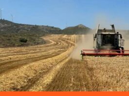 Calor Europa destruye toneladas cereales