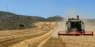 Calor Europa destruye toneladas cereales