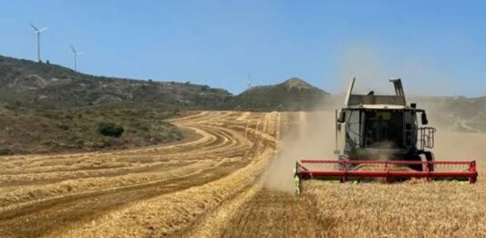 Calor Europa destruye toneladas cereales
