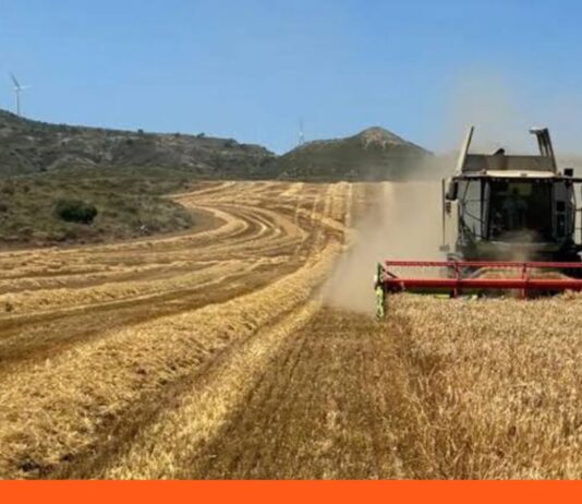 Calor Europa destruye toneladas cereales