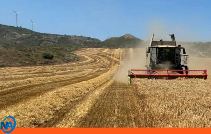 Calor Europa destruye toneladas cereales Calor Europa destruye toneladas cereales