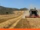 Ola de calor en Europa destruye millones de toneladas de cereales Calor Europa destruye toneladas cereales