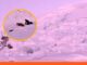 Avalancha en Perú deja un fallecido y varios heridos avalancha Perú