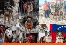héroes de cuatro patas terremoto
