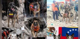 héroes de cuatro patas terremoto