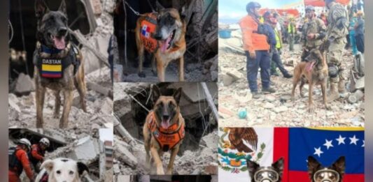 héroes de cuatro patas terremoto