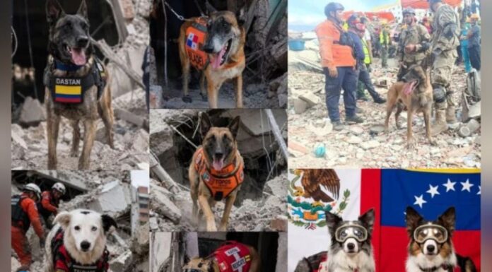 héroes de cuatro patas terremoto