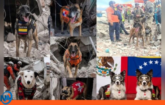 héroes de cuatro patas terremoto